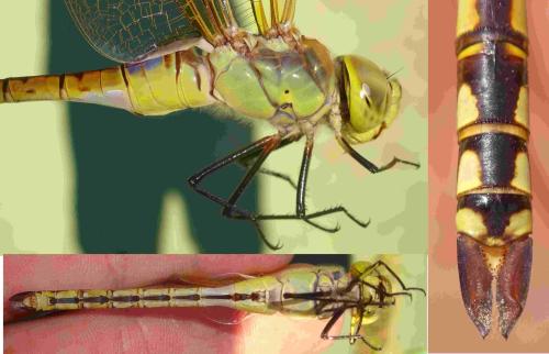 Réf. 354 196 : Anax ephippiger